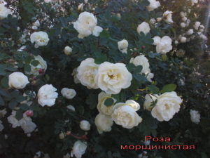 Роза морщинистая - белая--1